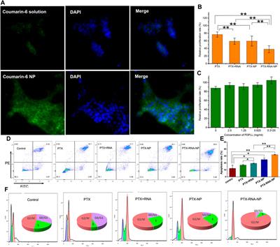 Dendritic polylysine co-delivery of paclitaxel and siAXL enhances the sensitivity of triple-negative breast cancer chemotherapy